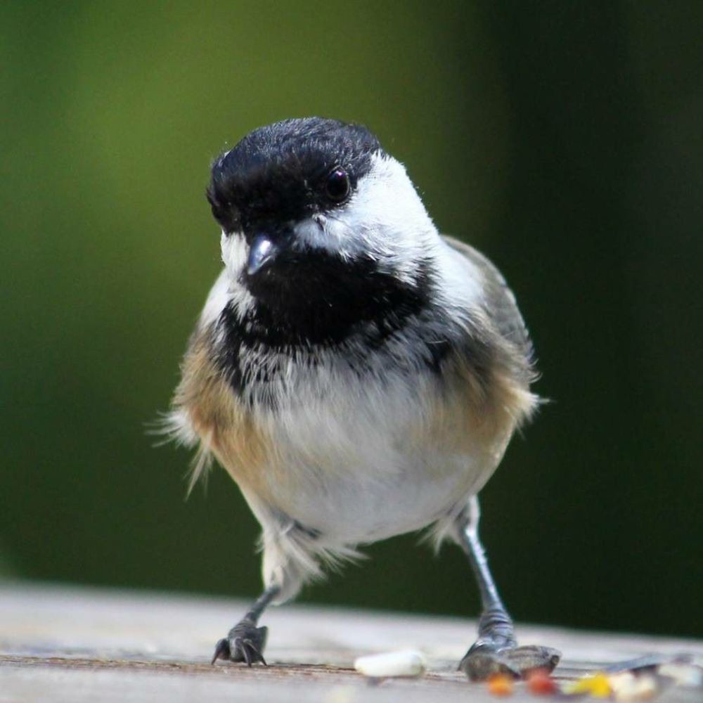 Meet your Posher, Susan